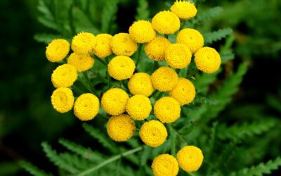 Invasive Plants: How Can Vegetation Management Help?